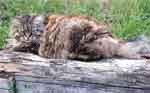 Taggie on her favourite log in the garden